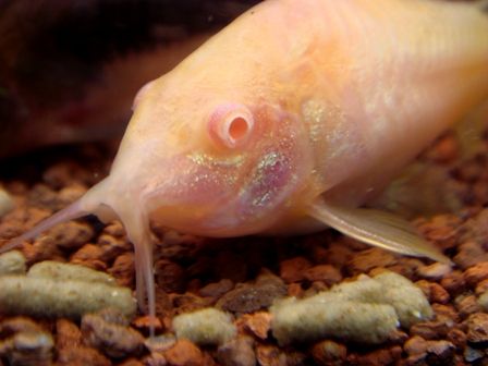 albinocory2.jpg