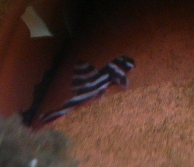 zebraplec1_zps77cfb915.jpg