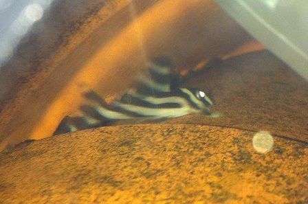 zebraplec2_zps4abef189.jpg