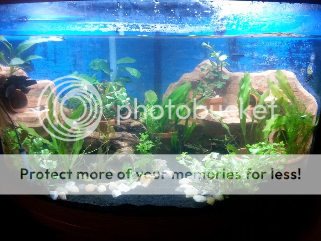 Rescape_zpsa96dc794.jpg