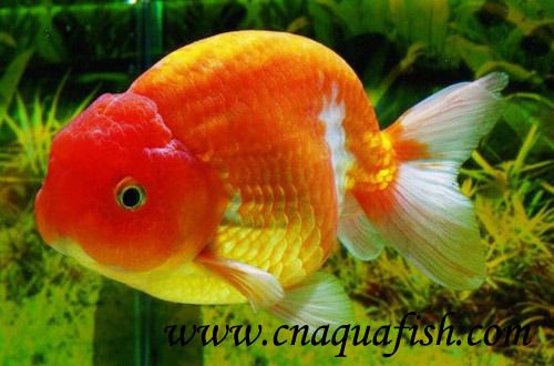 Goldfish-Ranchu-2.jpg