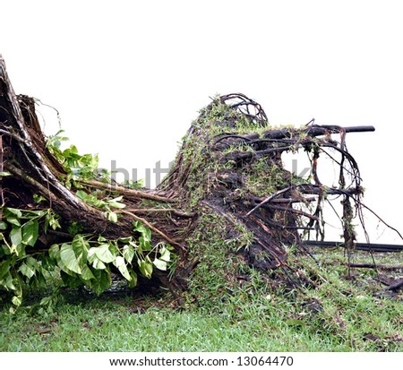 stock-photo-fallen-large-ficus-tree-damaged-by-wind-storm-ficus-benjamina-13064470.jpg