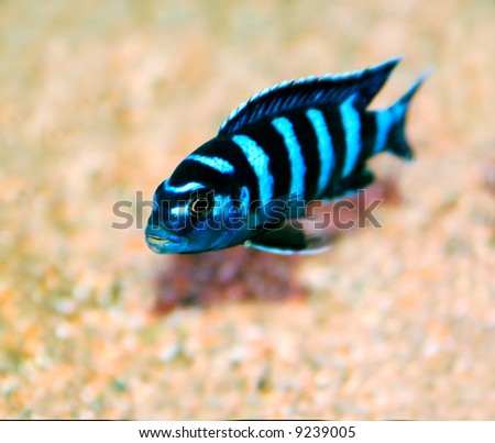 stock-photo-colorful-cichlid-from-lake-malawi-africa-9239005.jpg
