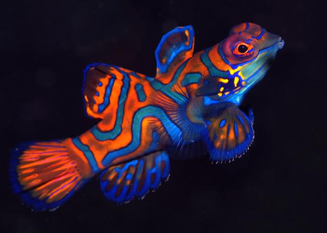 Mandarin-Fish-fish-28881657-640-456.jpg
