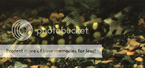 Loach123.png