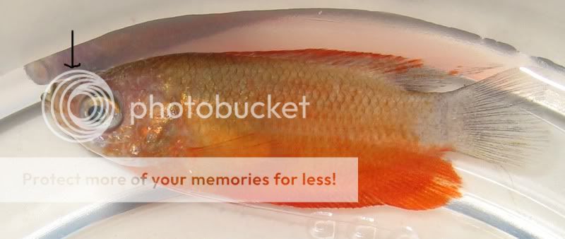 gourami1.jpg