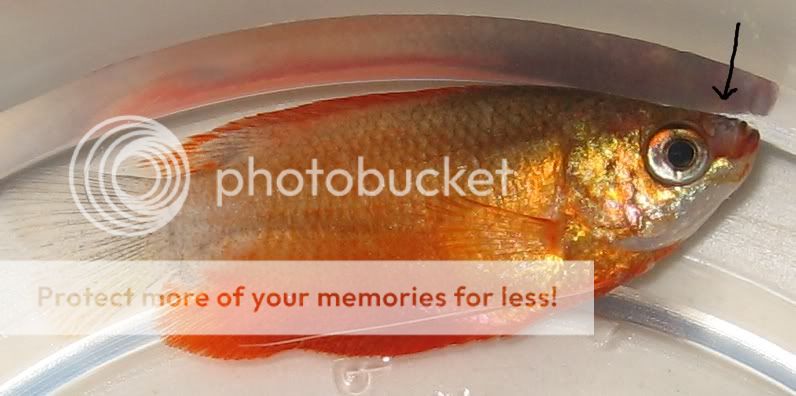 gourami2.jpg