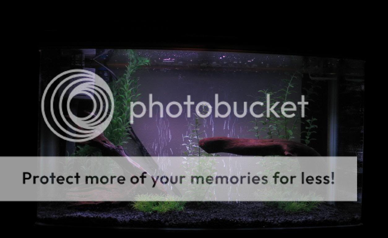 Lowlightaquarium.jpg