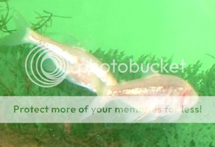 cavetetras21004.jpg