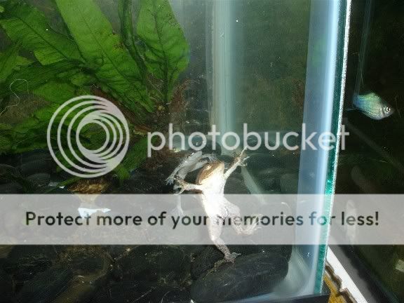 frogtank.jpg