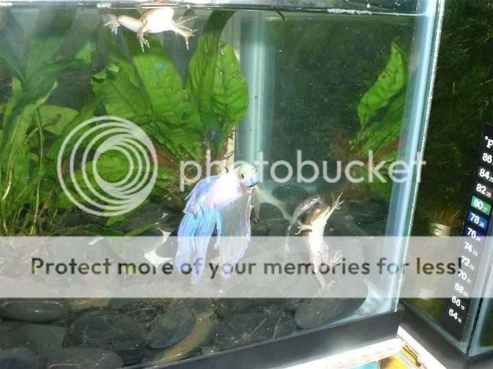 frogtankbetta.jpg