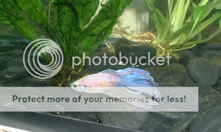 frogtankbetta2.jpg