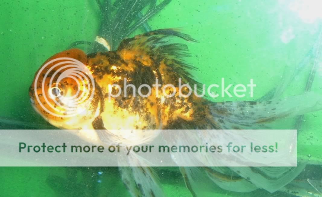 oranda21004.jpg