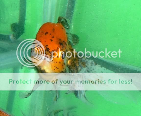 oranda31004.jpg