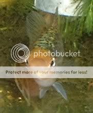 platy1004.jpg