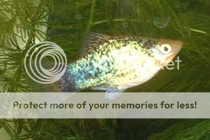 platy21004.jpg