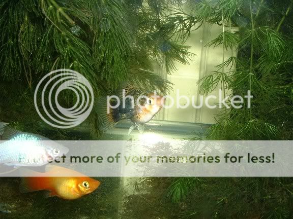 platys1004.jpg