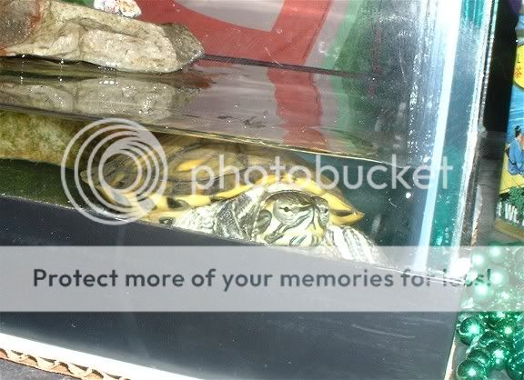 turtle2.jpg