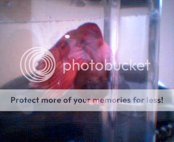 Picture034.jpg
