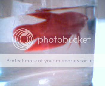 Picture049.jpg