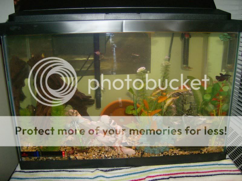 newtank006.jpg