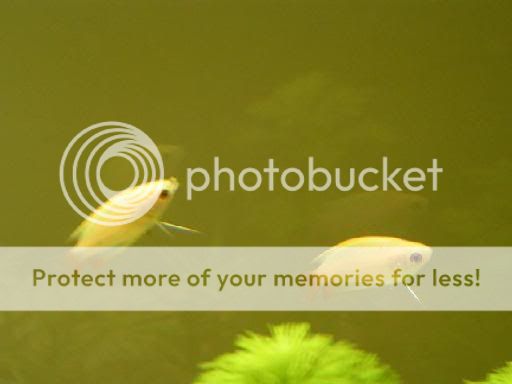 PICT0039.jpg