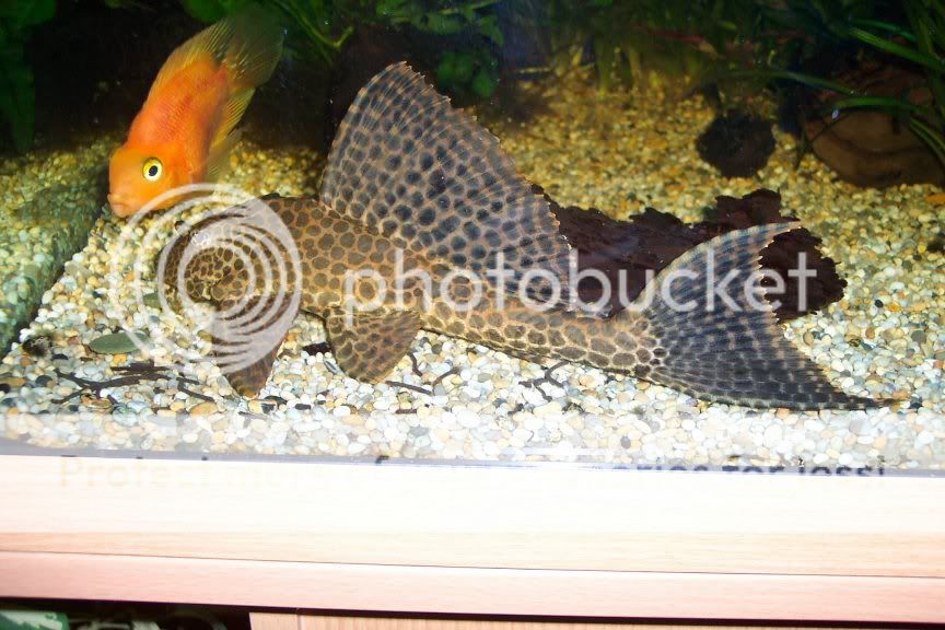 plec1.jpg