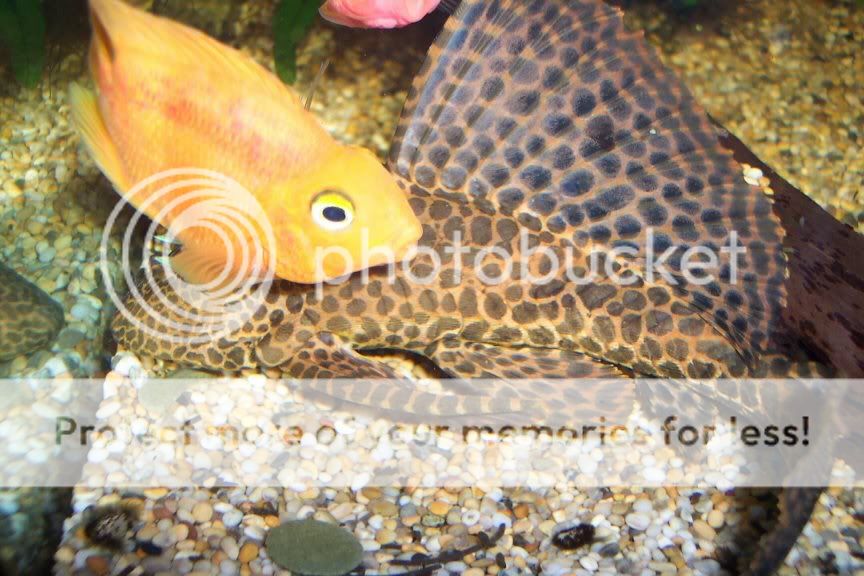 plec3.jpg