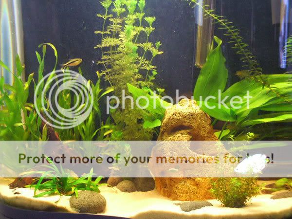 fish_01.jpg