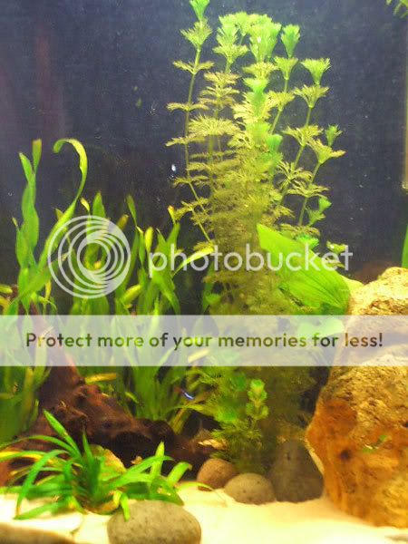 fish_02.jpg