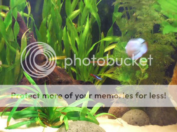 fish_04.jpg