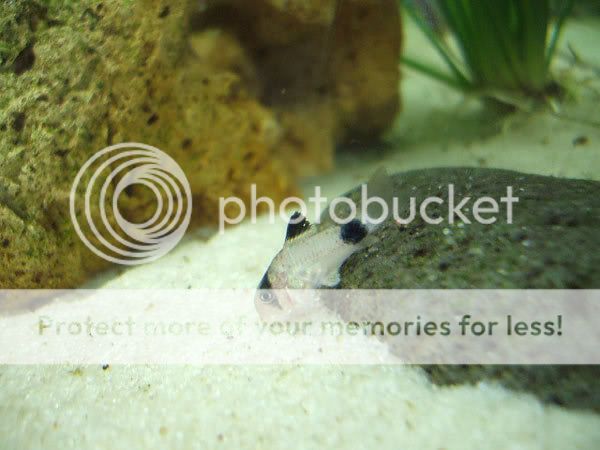fish_08.jpg