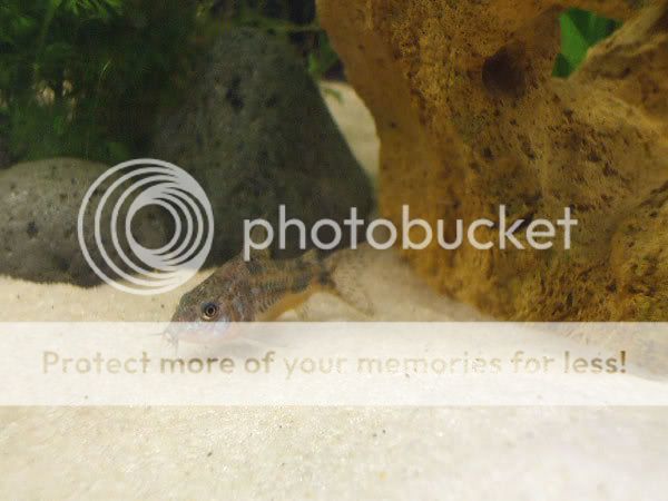 fish_11.jpg