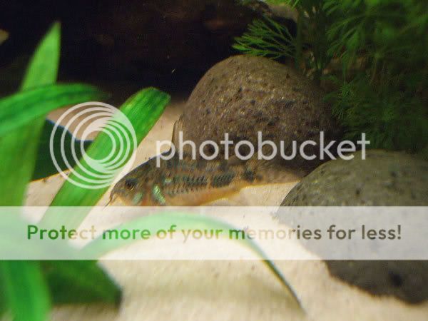 fish_12.jpg