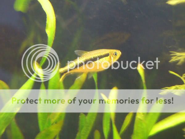 fish_13.jpg