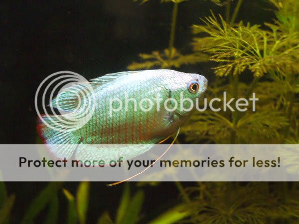 fish_14.jpg