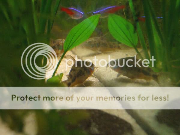 fish_15.jpg