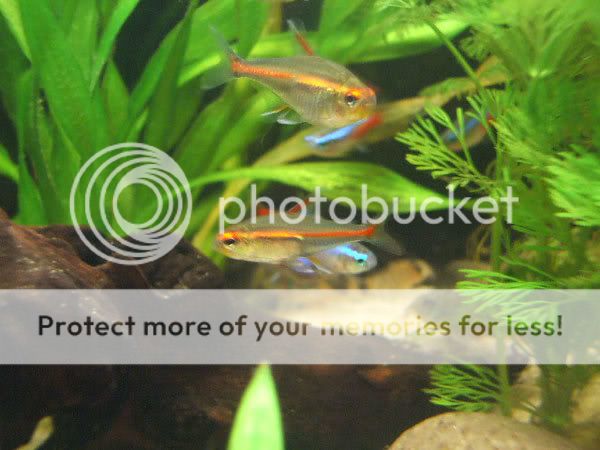 fish_16.jpg