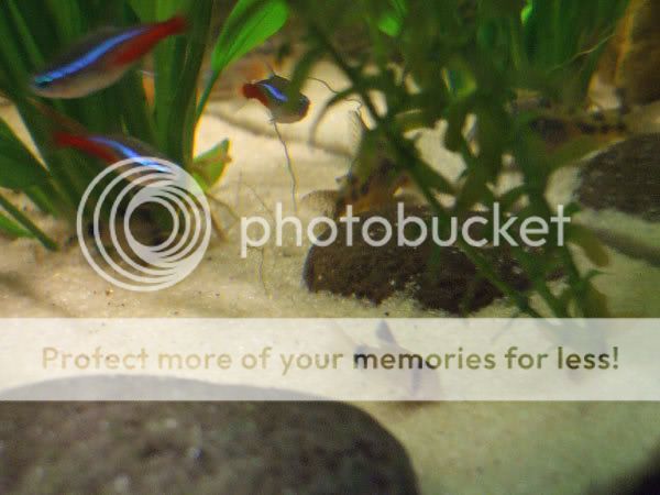 fish_17.jpg