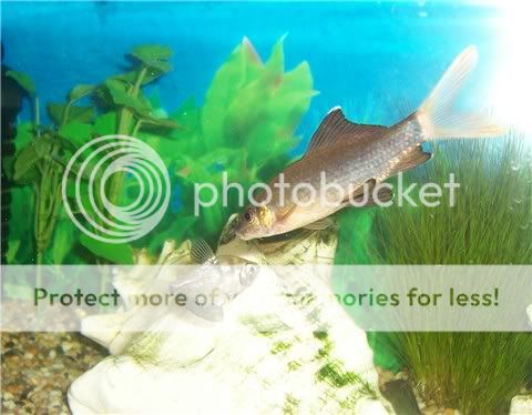 rainbowsharkgd1109.jpg