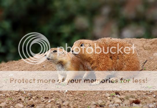 BelfastZooBallyKeel093.jpg