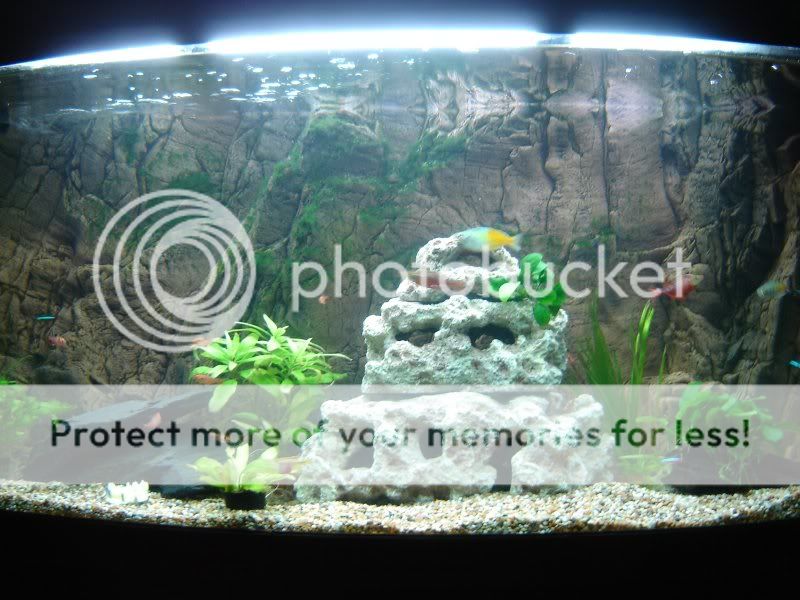 Fish2.jpg