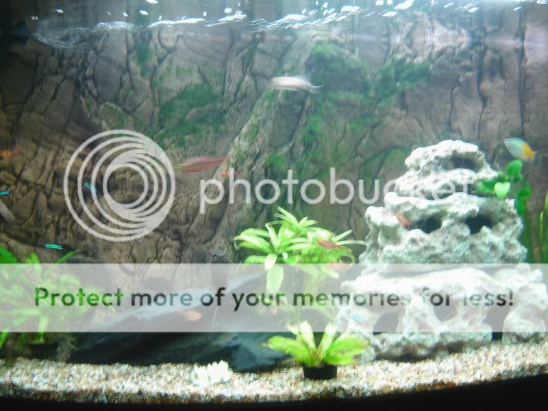 Fish3.jpg