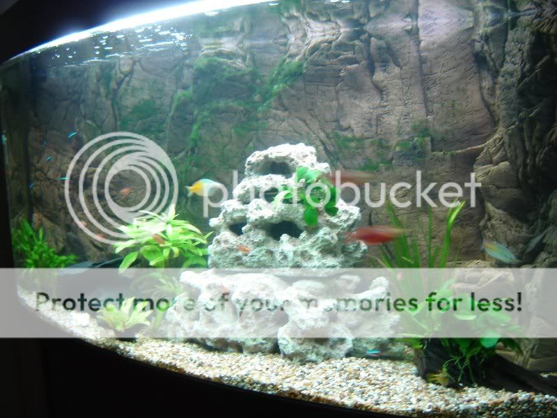 Fish4.jpg