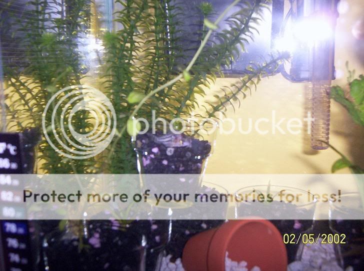 community008.jpg