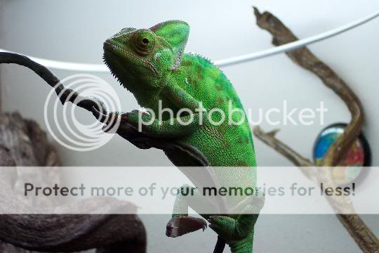 chameleon.jpg