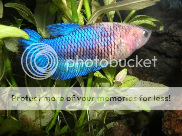 dscn9255.jpg