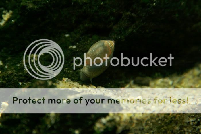 dec2006-1snail2.jpg