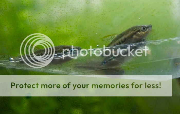 sparkling_gourami_bag.jpg
