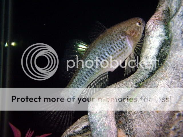 claygoby1.jpg